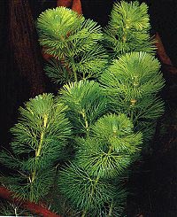 Cabomba caroliniana